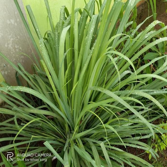 

Terlaris Tanaman Sereh Sayur Bibit - Pohon Sereh Sayur