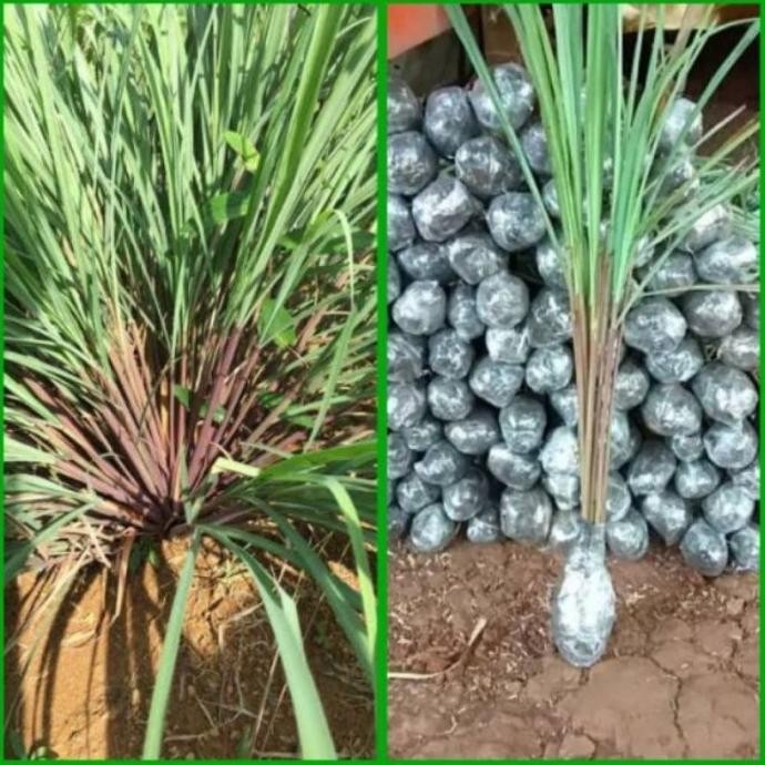

Terlaris Terbaik Bibit Tanaman Serai Wangi Super /Sereh Merah Herbal Termurah R2