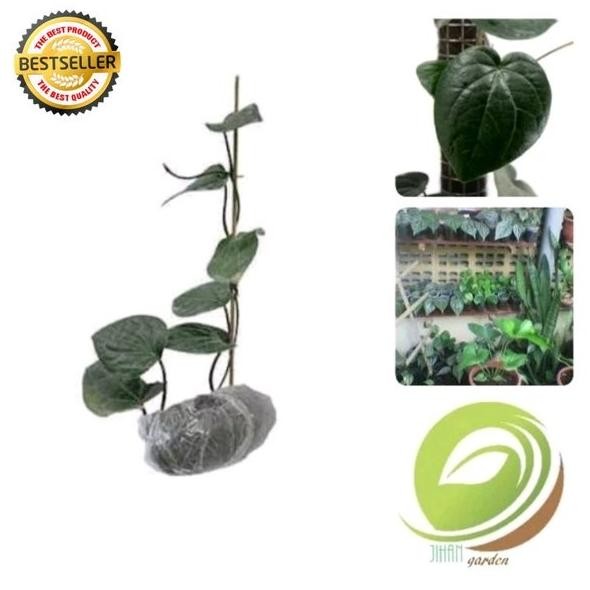 

Terlaris Bibit Sirih Hitam-Tanaman Pohon Daun Herbal