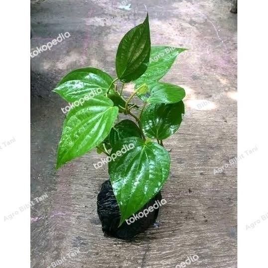 

Terlaris Bibit Tanaman Obat Daun Sirih Hijau-Pohon Daun Suruh Hijau-Sirih Suruh