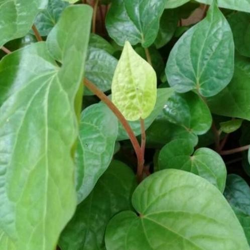 

Terlaris Benih Bibit Sirih Hijau