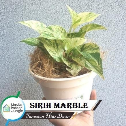 

Terlaris Wow Tanaman Daun Sirih Marble Putih - Bibit Tanaman Hias Hidup Sirih