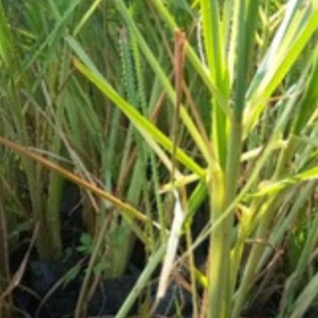 

Terlaris Bibit Sereh Putih Buat Masak Beli 5 Gratis 1