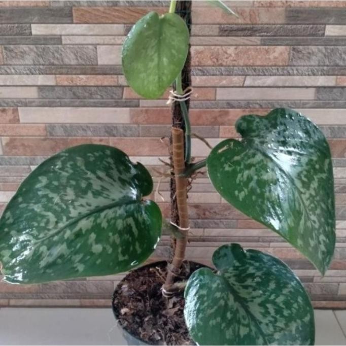 

Terlaris Cod Bibit Sirih Gading Scindapsus Silver Jumbo (Bonggol/Batang) Terlaris Ready