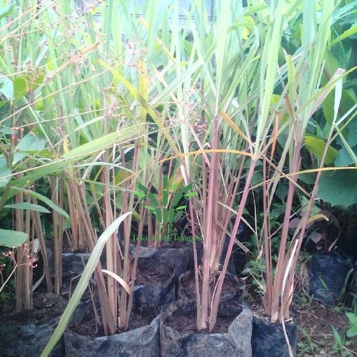 

Terlaris Bibit Pohon Sereh Wangi - Tanaman Serai Merah - Minyak Herbal