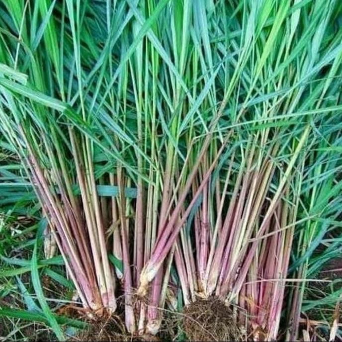 

Terlaris Pohon Sereh Merah / Pohon Pohon Sereh Wangi - Bibit Tanaman Sereh