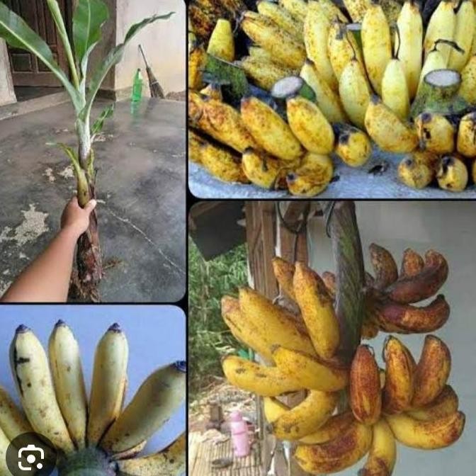 

Terlaris Paket Hemat 3 Bibit Pisang Raja Sereh