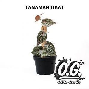 

Terlaris Bibit Tanaman Sirih Merah - Tanaman Obat Sirih Merah