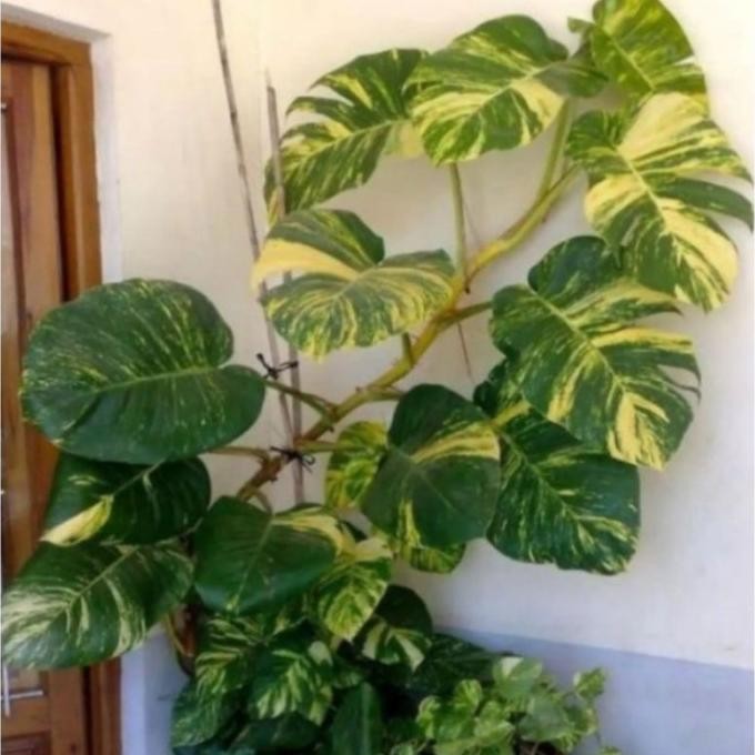 

Terlaris Bibit Epipremnum Aureum /Monstera Raisa -Sirih Gading Jumbo Varigata (Batang) Reaady