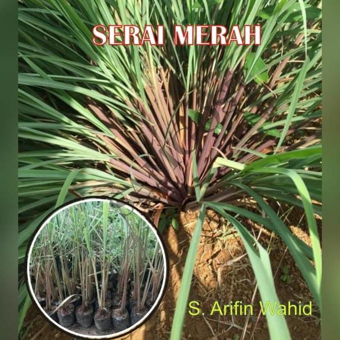 

Terlaris Bibit Serai Merah - Sereh Merah - Wangi