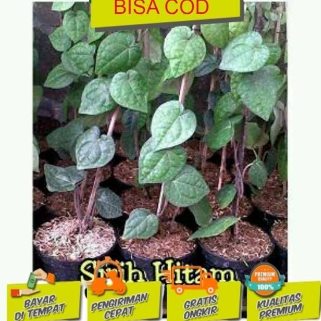 

Terlaris Promo Tanaman Sirih Hitam Bibit Tanaman Buah A