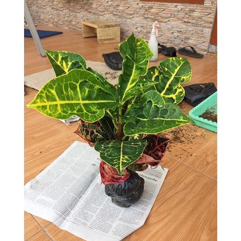 Tanaman Hias Hidup Puring Kura - Bunga Hias Hidup - Kura Kura