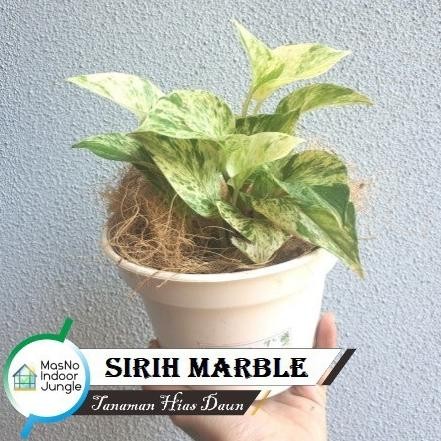 

Terlaris Taman Daun Sirih Marble Putih - Bibit Taman Hias Hidup Sirih Belanda