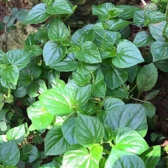 

Terlaris Bibit Tanaman Herbal Suruhan Sirih Cina Tumpangan Air