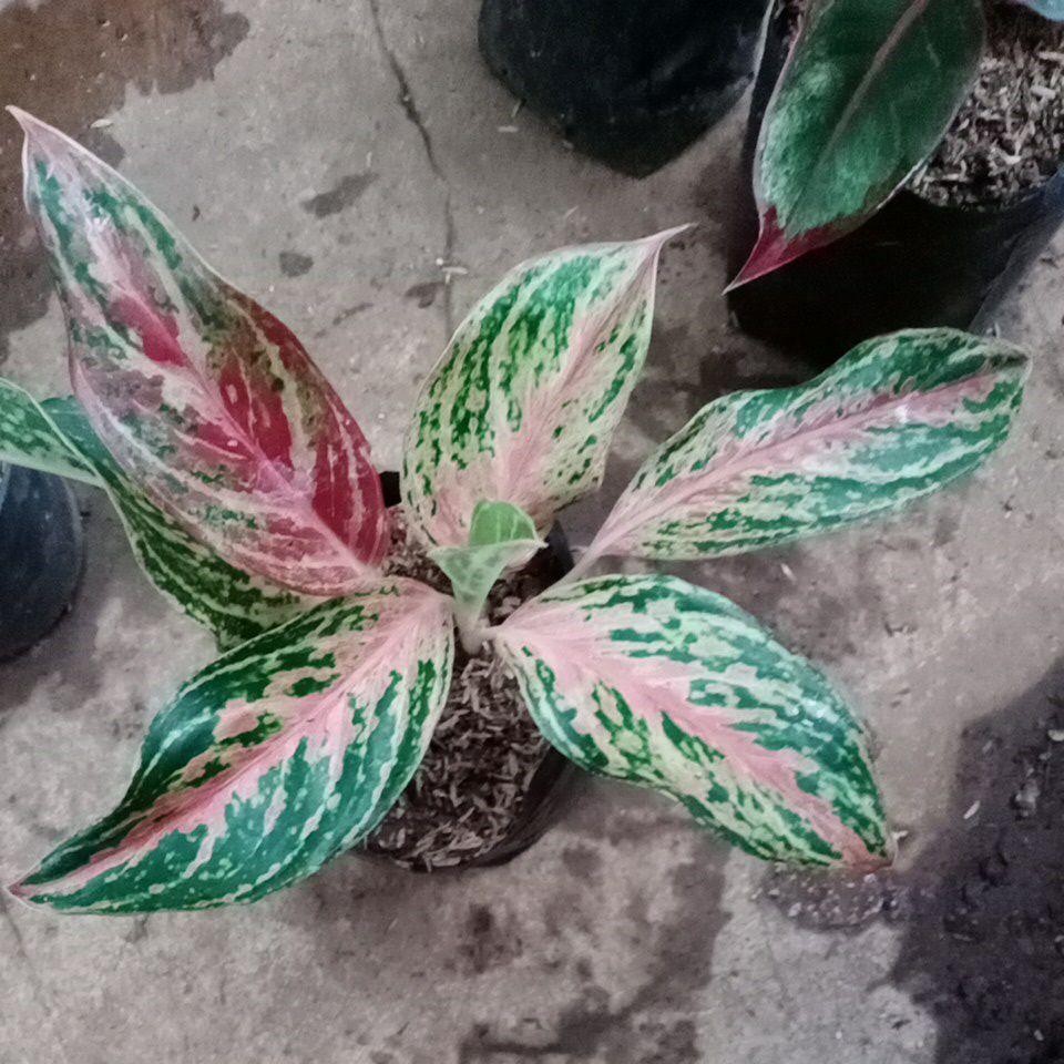 Paket 4 Aglonema - Tanaman Hias Aglaonema Hengeng , Snow White , Lipstik , Butterply