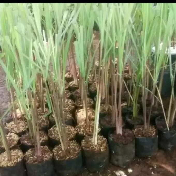 

Terlaris Bibit Sereh Wangi