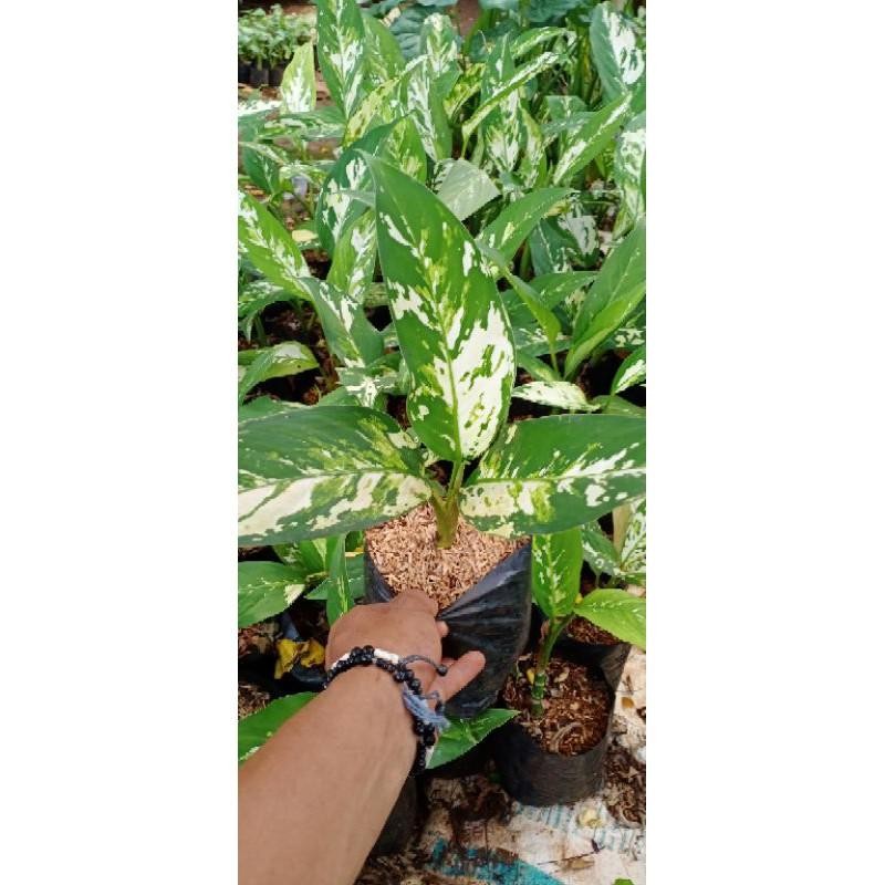 Terbaru Difenbachia Varigata - Srirezeki Parigata Belanceng Armi Aurora