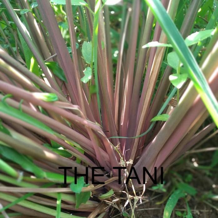 

Terlaris Sereh Wangi Sereh Merah/Bibit