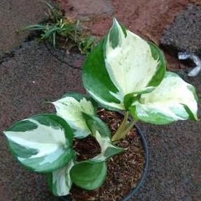 

Terlaris Sirih Manjula Bukan Sirih Enjoi Premium Bibit Tanaman