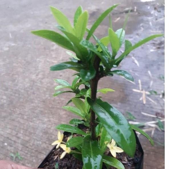 Tanaman Hias Bunga Soka Kuning/Pohon Soka Kuning