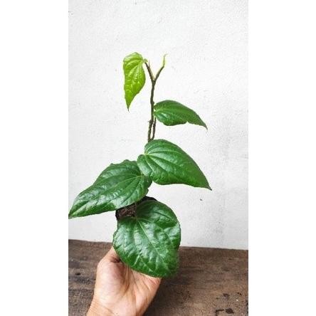 

Terlaris Bibit Sirih Hijau Herbal Organik Vpmevw 8488Cx