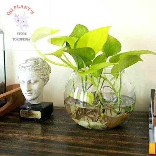 

Terlaris Tanaman Hias Indoor Sirih Gading Lemon Bibit Tanaman Gantung Srigading