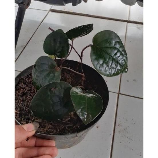 Terlaris Ready Bibit Sirih Hitam Asli Hutan