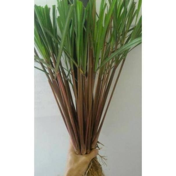 

Terlaris Bibit Sereh Merah 1 Kg - Serai Wangi