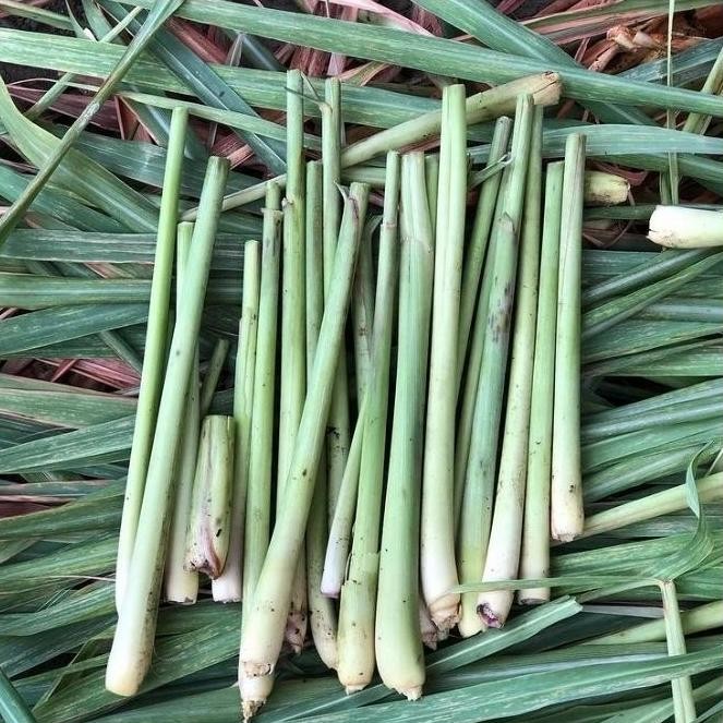 

Terlaris Tanaman Herbal Sirih Wangi,Sereh Wangi,Sereh Bereum,Bibit Sereh Wangi