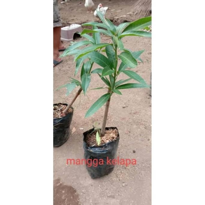 BARANG SUPER TEERCAYAA Bibit Buah Mangga Kelapa Super - Pohon Mangga Kelapa