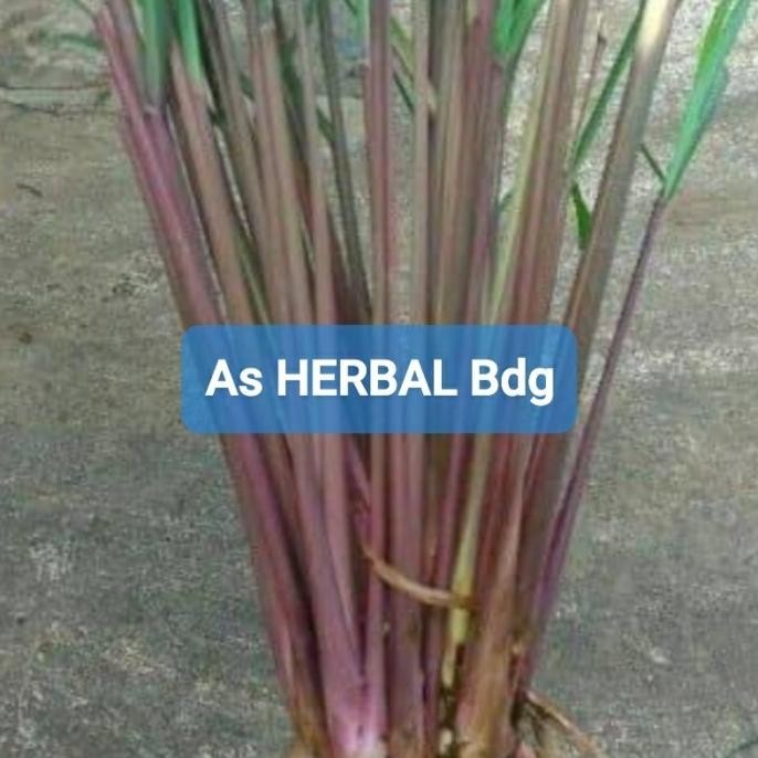 

Terlaris Jual Bibit Sereh Merah Sereh Wangi Serai Wangi Serai Merah 250 Gram