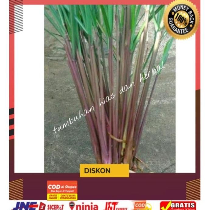 

Terlaris Bibit Sereh Wangi/Obat Herbal Sereh Wangi/Sereng Wulung Murah Neto