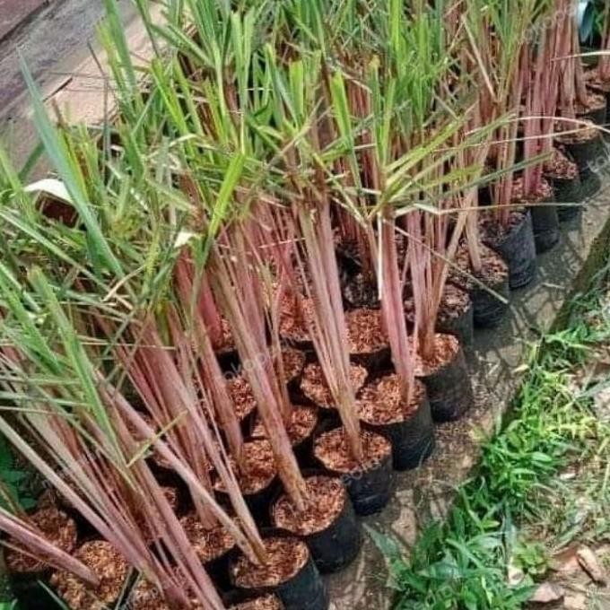

Terlaris Bibit Tanaman Sereh Wangi Merah - Pohon Akar Serai Bahan Minyak Herbal