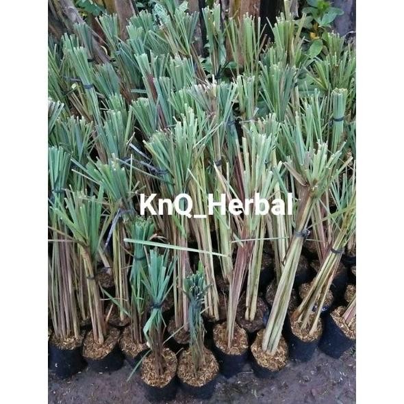 

Terlaris Bibit Sereh Wangi Serai Merah Lanang Siap Tanam 1Kg Ynpzju 2361Ss