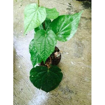 

Terlaris Bibit Tanaman Obat Sirih Hijau/Tanaman Herbal