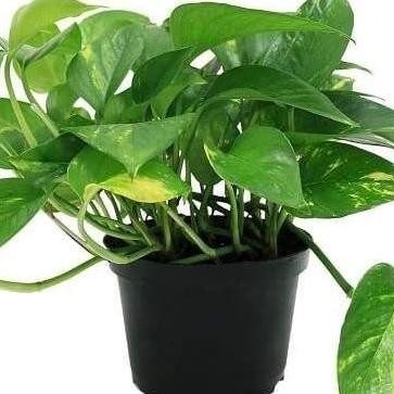 

Terlaris Bibit Tanaman Pembersih Udara Sirih Gading Hijau