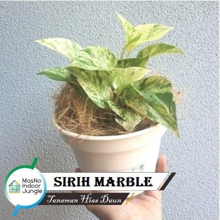 

Terlaris Taman Daun Sirih Marble Putih - Bibit Taman Hias Hidup Sirih Belanda