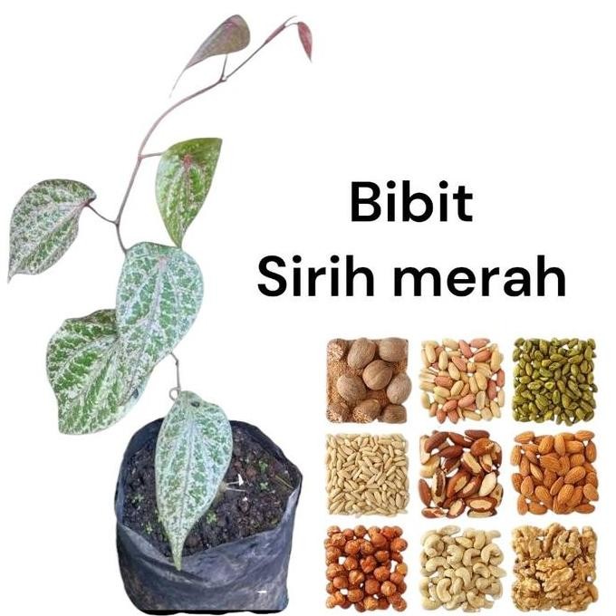 

Terlaris Bibit Sirih Merah Siap Tanam - Tanaman Herbal Berkualitas Dengan Banyak Manfaat