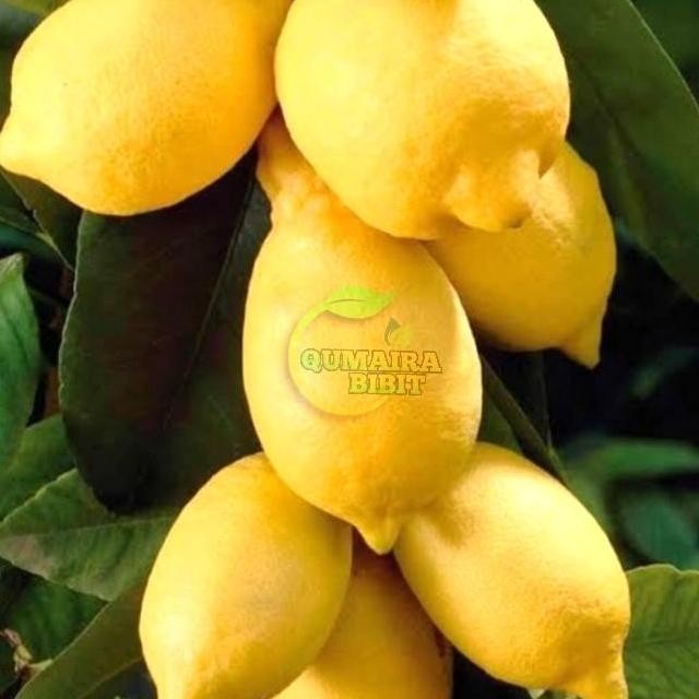 Bibit tanaman buah lemon California asli ISTIMEWA
