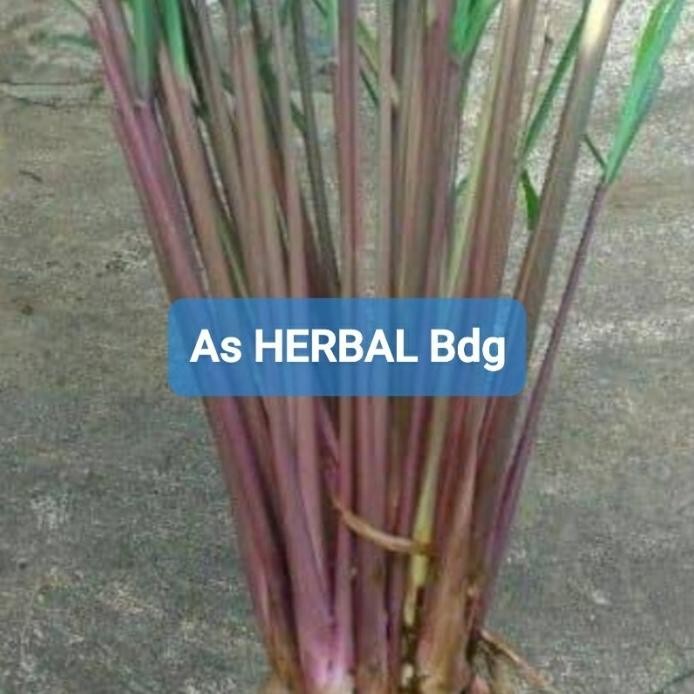 

Terlaris Bersama Sehat! Bibit Sereh Merah Sereh Wangi Serai Wangi Serai Merah 250 Gram