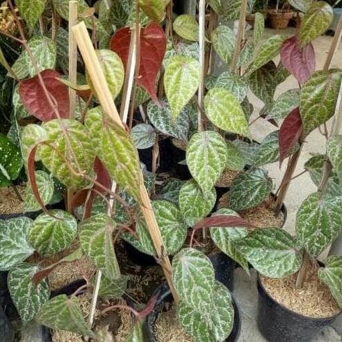 

Terlaris Bibit Tanaman Sirih Merah - Tanaman Obat - Siap Tanam