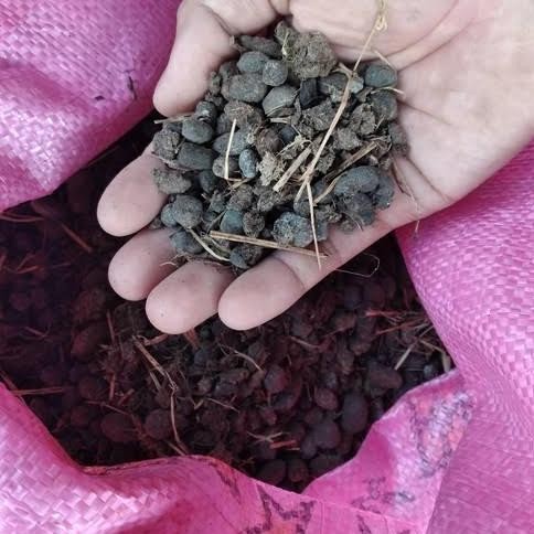 

Terlaris Pupuk Kandang Kohe Kambing Butir