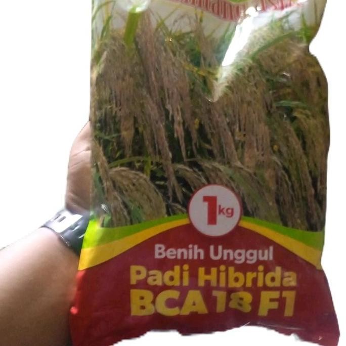 

Terlaris Benih Padi Hibrida Bca Pt Bintang Asia 1Kg - Tahan Hama Dan Penyakit