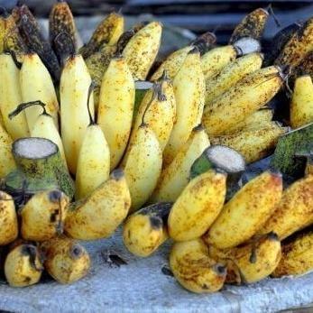 

Terlaris Pohon Bibit Tanaman Buah Pisang Raja Sereh / Pisang Susu