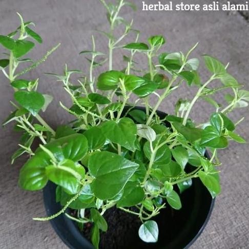 

Terlaris Bibit Tanaman Ketumpang Air/Suruhan/Sirih Cina Per Rumpun