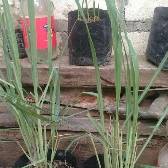 

Terlaris Penjual Bibit Pohon Sereh Wangi