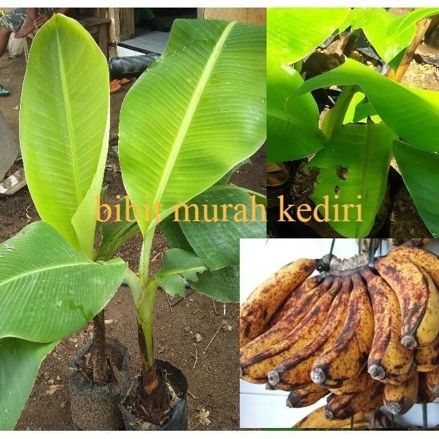 

Terlaris Bibit Pisang Raja Sereh