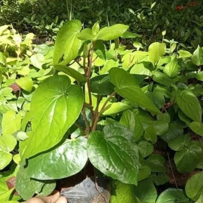 

Terlaris Bibit Tanaman Herbal Sirih Hijau/Tanaman Obat