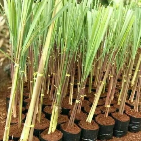 

Terlaris New Bibit Pohon Sereh Wangi Merah Untuk Herbal