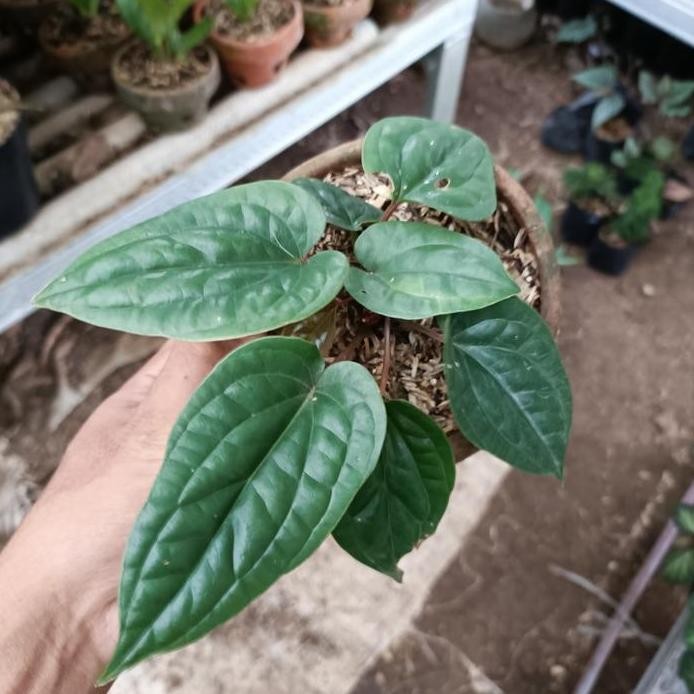 Terlaris Bibit Anthurium Sirih / Anthurium Sirih